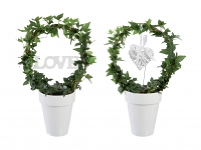 Hedera Bogen CHF 9.99