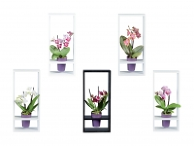 Phalaenopsis Mini Wood-Cube CHF 9.99