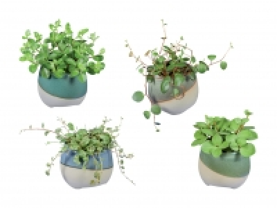Peperomia Mix im Keramiktopf CHF 3.99