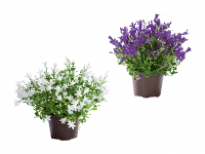 Glockenblume GET MEE CHF 3.99