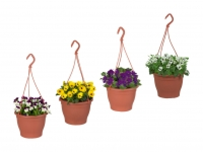 Hornveilchen-Ampel CHF 3.99