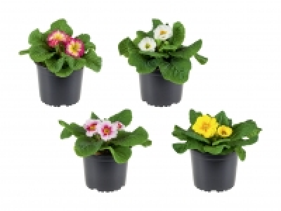 Primula Acaulis Mix CHF 1.49