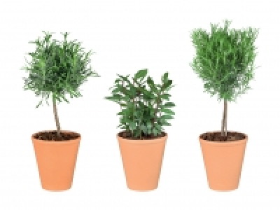 Italienische Kräuterstämmchen CHF 6.49