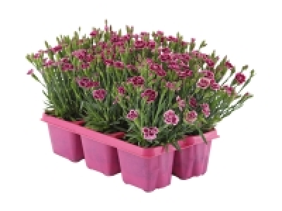 Dianthus «Pink Kisses» CHF 9.99