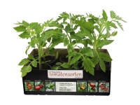 Lidl  Tomatenpflanzen «Alte Sorten»
