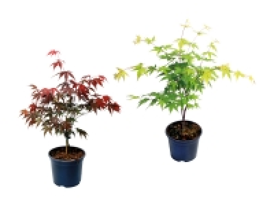 Lidl  Acer Palmatum