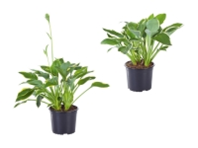 Funkie Hosta