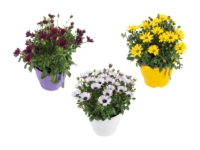 Lidl  Osteospermum