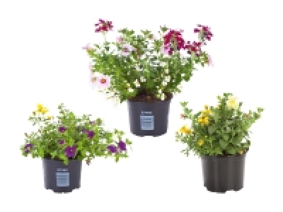 Blühtrio