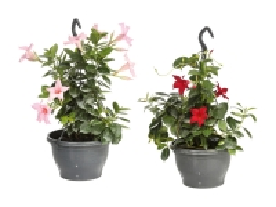 Dipladenia Ampel
