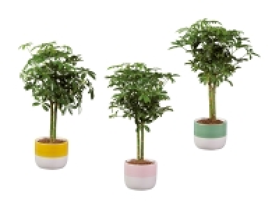 Lidl  Schefflera Stämmchen