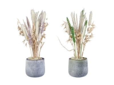 Lidl  Trockenblumen im Glastopf