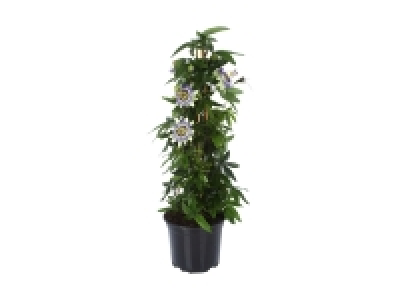 Passiflora Pyramide