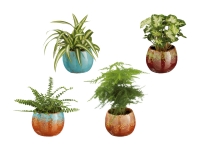 Lidl  Grünpflanzen in Mini-Pottery Keramik