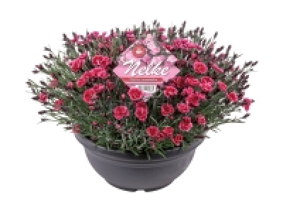 Dianthus in Schale