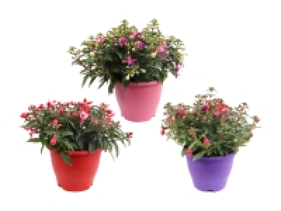 Fuchsien-Mix «Bella»