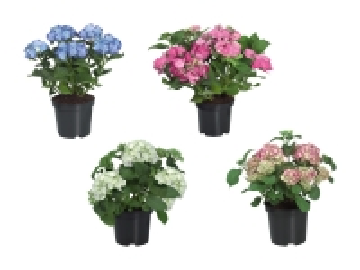 Gartenhortensien CHF 7.99