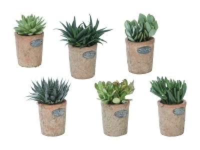 Sukkulenten in Design-Terracotta CHF 4.99