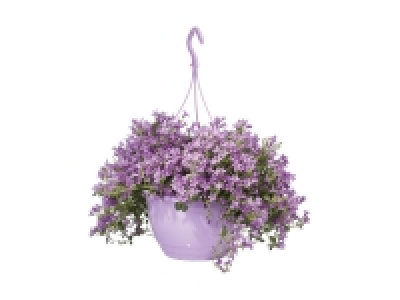 Lidl  Campanula Ampel