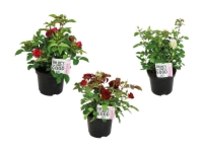 Gartenrosen «Palace» CHF 9.99