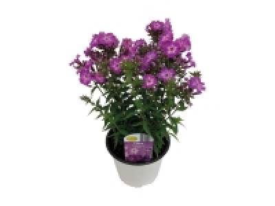 Phlox paniculata CHF 3.99