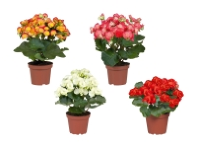 Begonien CHF 2.99