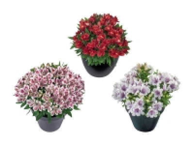 Alstromeria