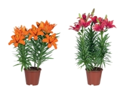 Asiatische Lilien CHF 5.99