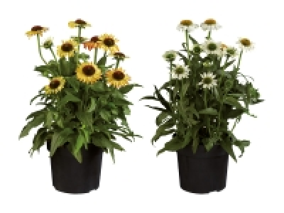 Echinacea CHF 9.99