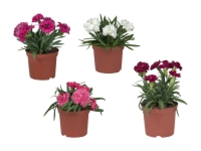 Lidl  Nelken (Dianthus)