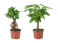 Lidl  Ficus Ginseng und Pachira