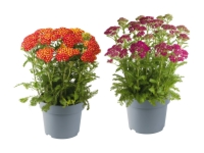 Lidl  Achillea-Stauden Mix