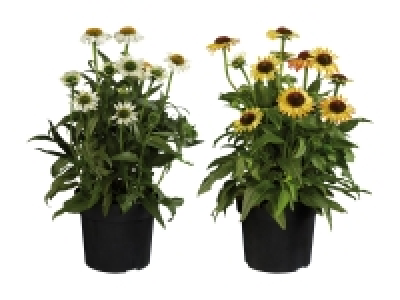 Sonnenhut CHF 3.99