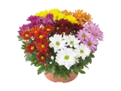 Lidl  Chrysanthemen Carneval XL