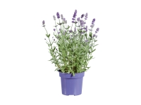 Lidl  Lavendel angustifolia «Ardeche»