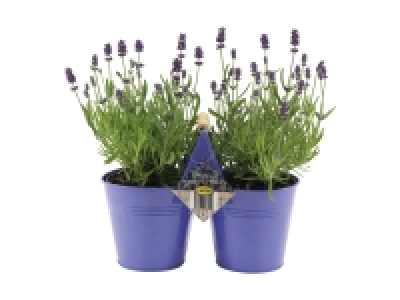 Lidl  Lavendel Angustifolia im Duo-Zinktopf