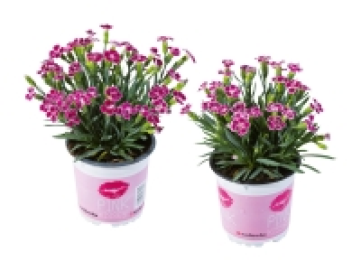 Lidl  Dianthus «Pink Kisses»