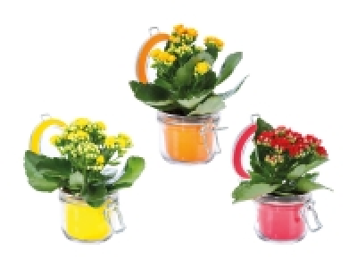 Lidl  Kalanchoe im Glas