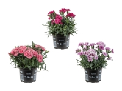 Dianthus adorables