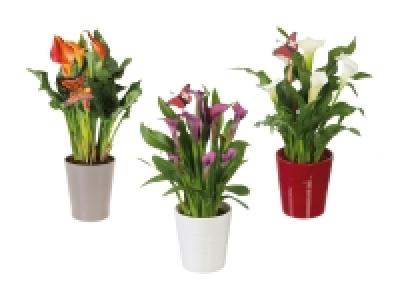 Lidl  Calla in Keramik zum 1. August