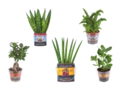 Pflanze Easy Care Foodbucket