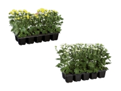 Lidl  Chrysanthemen «Garden Mum»