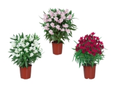 Oleander