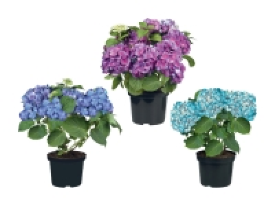 Gartenhortensien XXL