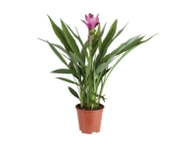 Curcuma (Safranwurz)