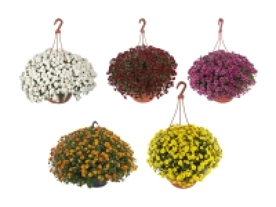 Chrysanthemen Ampel «Skyfall»