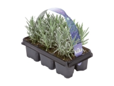 Lavendel angustifolia