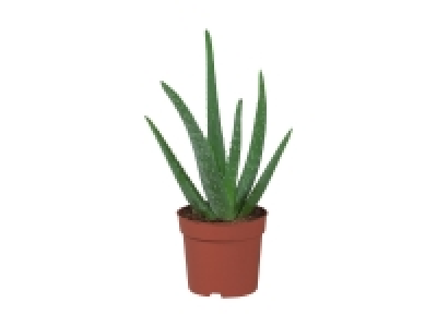 Lidl  Aloe Vera