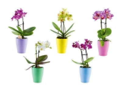 Mini-Phalaenopsis in Keramik