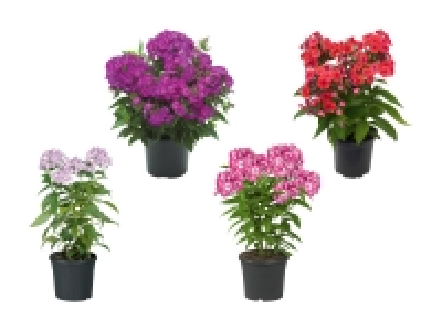 Lidl  Phlox paniculata